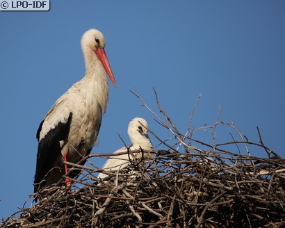 Cigogne blanche