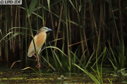 Crabier chevelu