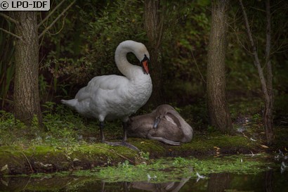 Cygne tuberculé