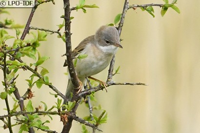 Fauvette grisette