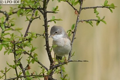Fauvette grisette