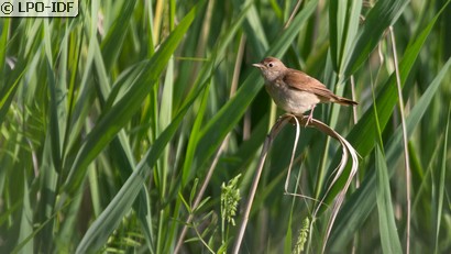 Fauvette des jardins