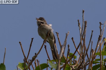 Fauvette grisette