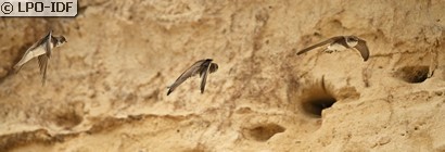 Hirondelle de rivage