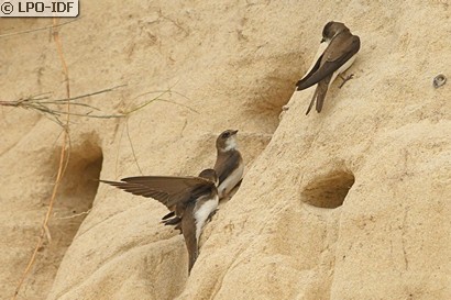 Hirondelle de rivage