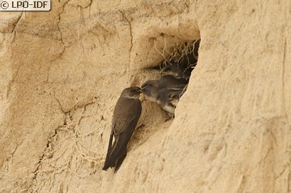Hirondelle de rivage