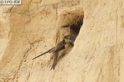 Hirondelle de rivage