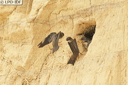 Hirondelle de rivage