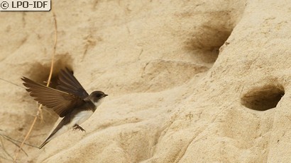 Hirondelle de rivage