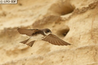 Hirondelle de rivage