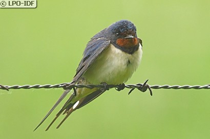 Hirondelle rustique