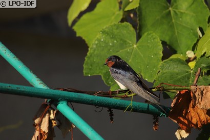 Hirondelle rustique