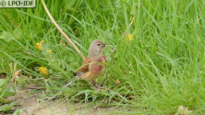Linotte mélodieuse