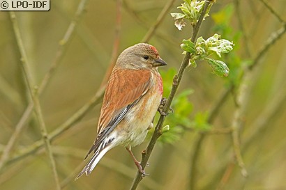 Linotte mélodieuse