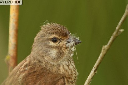 Linotte mélodieuse