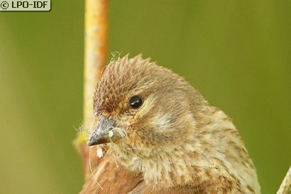 Linotte mélodieuse
