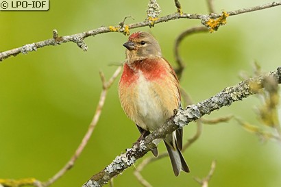 Linotte mélodieuse