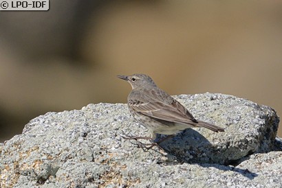 Pipit maritime