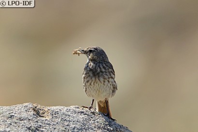 Pipit maritime