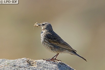 Pipit maritime