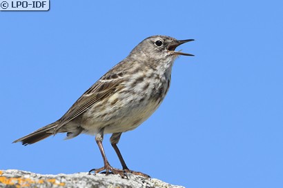 Pipit maritime