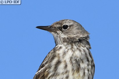 Pipit maritime