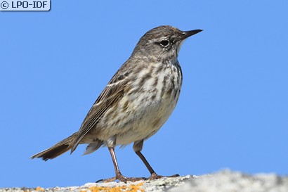 Pipit maritime