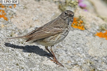 Pipit maritime