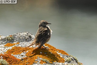 Pipit maritime