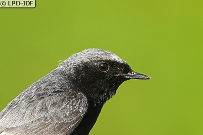 Rougequeue noir