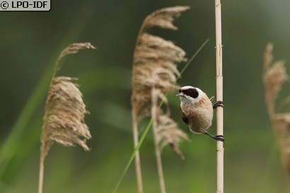 Rémiz penduline