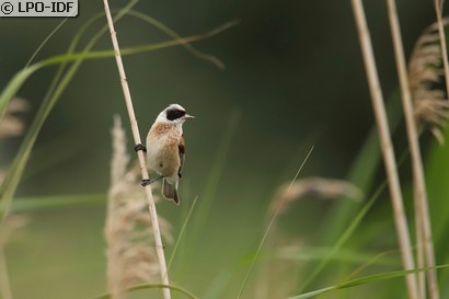 Rémiz penduline