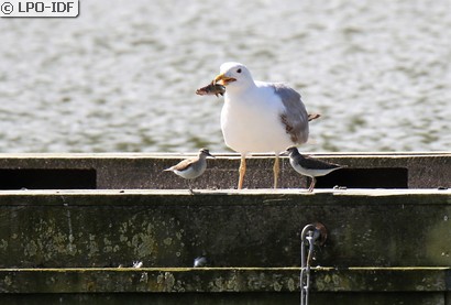 Goéland pontique