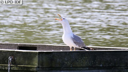 Goéland pontique