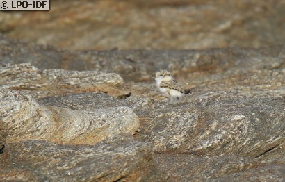 Gravelot à collier interrompu