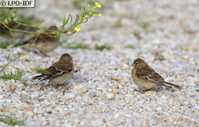 Linotte mélodieuse