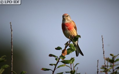 Linotte mélodieuse