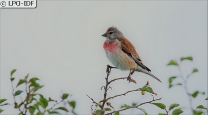 Linotte mélodieuse