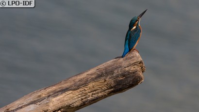 Martin-pêcheur d'Europe