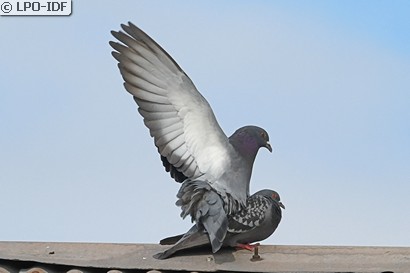 Pigeon biset