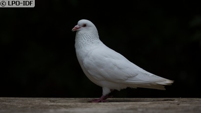 Pigeon biset