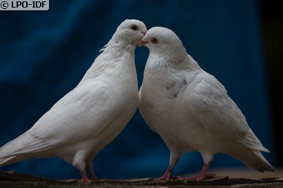 Pigeon biset