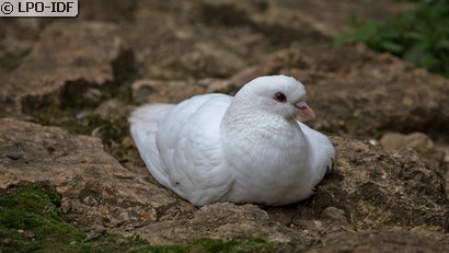 Pigeon biset