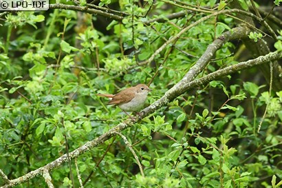 Rossignol philomèle