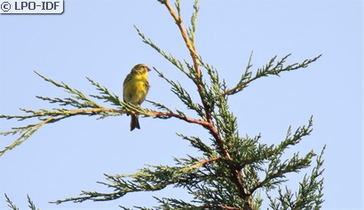 Serin cini