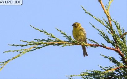 Serin cini