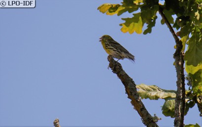 Serin cini