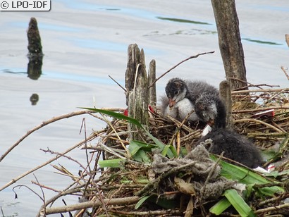 Gallinule poule-d'eau