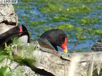 Gallinule poule-d'eau