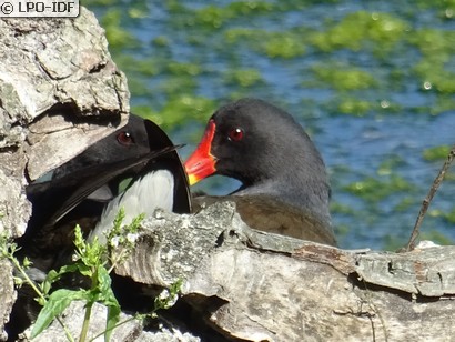Gallinule poule-d'eau